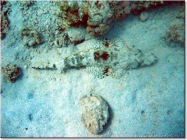 http:\\www.magucke.de