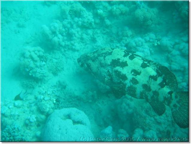 http:\\www.magucke.de