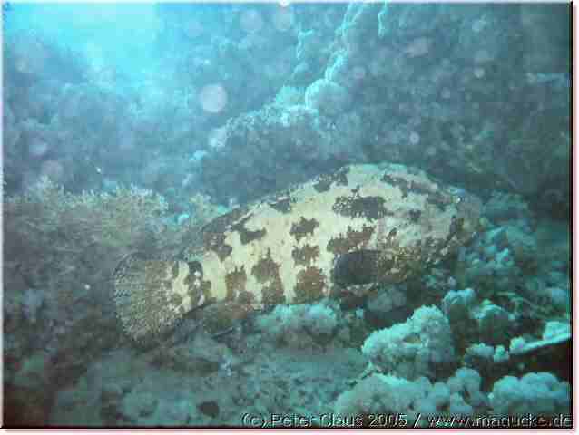 http:\\www.magucke.de