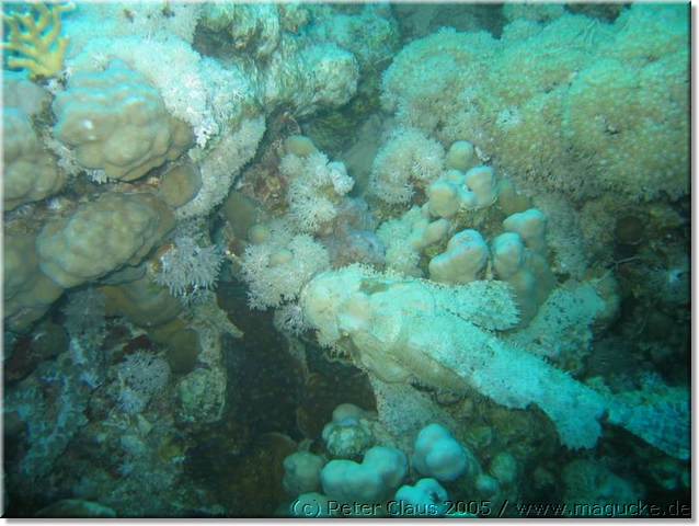 http:\\www.magucke.de