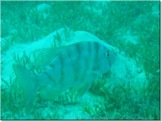 http:\\www.magucke.de