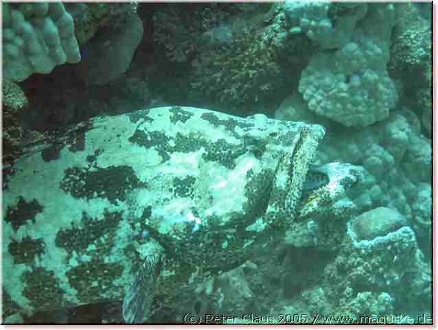 http:\\www.magucke.de