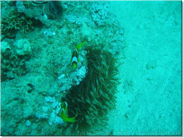 http:\\www.magucke.de