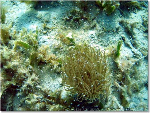 http:\\www.magucke.de