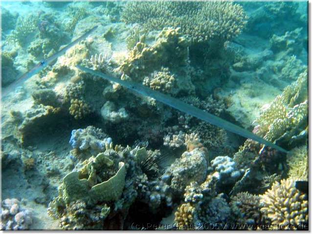 http:\\www.magucke.de