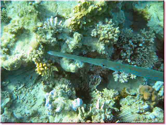 http:\\www.magucke.de