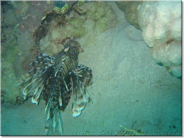 http:\\www.magucke.de