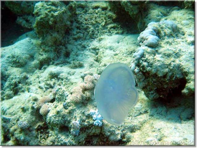 http:\\www.magucke.de