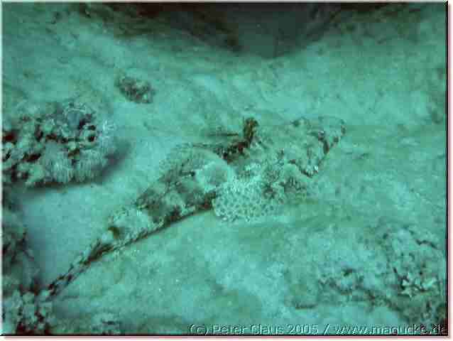 http:\\www.magucke.de