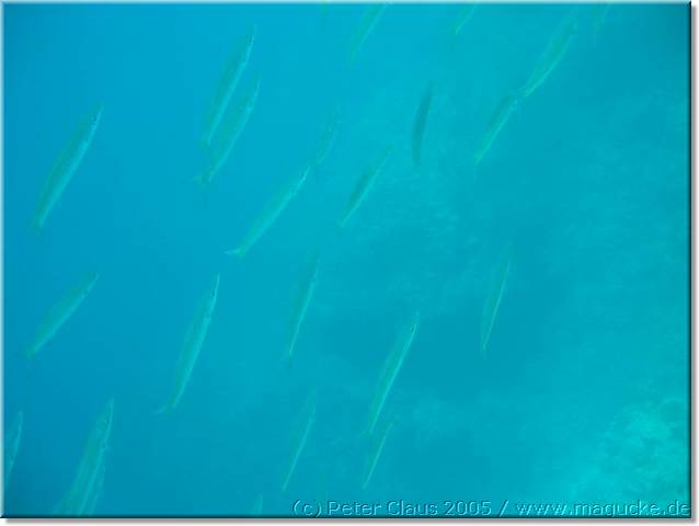 http:\\www.magucke.de