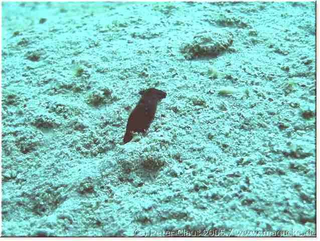 http:\\www.magucke.de