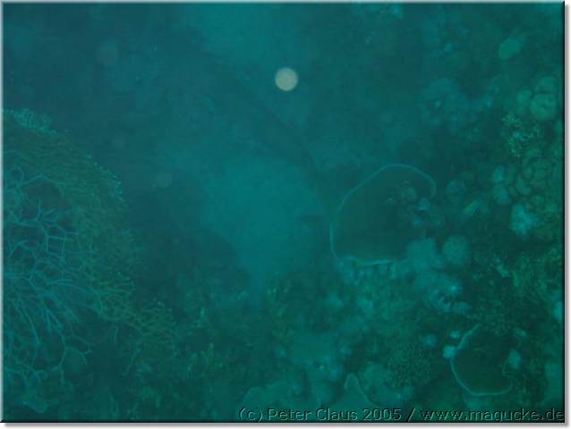 http:\\www.magucke.de