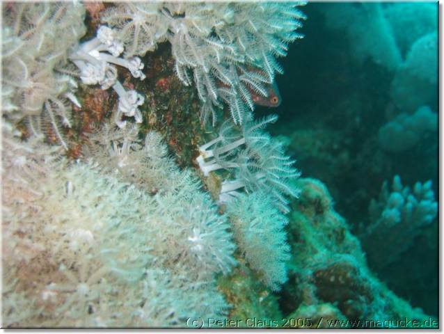 http:\\www.magucke.de