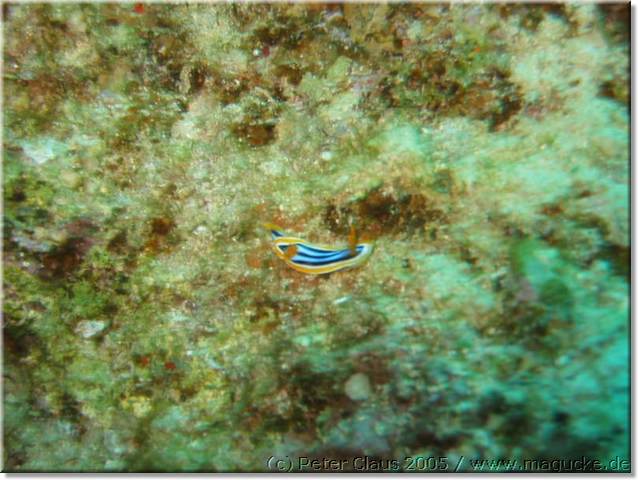 http:\\www.magucke.de