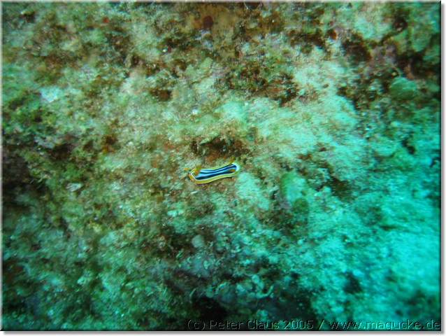 http:\\www.magucke.de