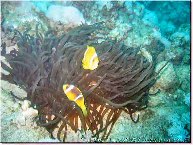 http:\\www.magucke.de