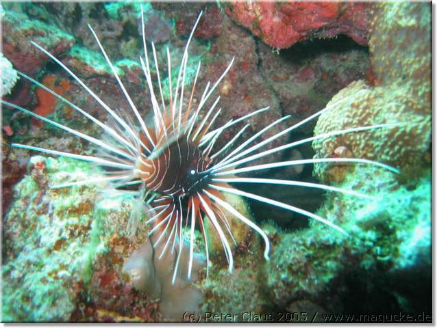 http:\\www.magucke.de