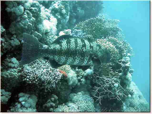 http:\\www.magucke.de