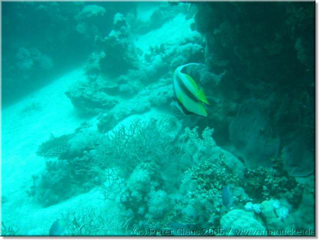 http:\\www.magucke.de