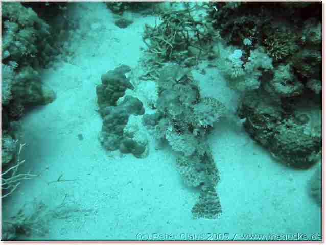 http:\\www.magucke.de