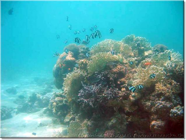 http:\\www.magucke.de