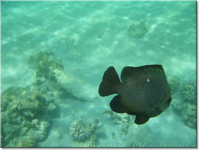 http:\\www.magucke.de