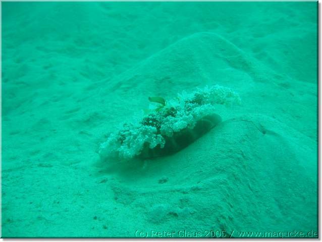 http:\\www.magucke.de