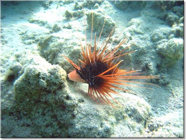 http:\\www.magucke.de