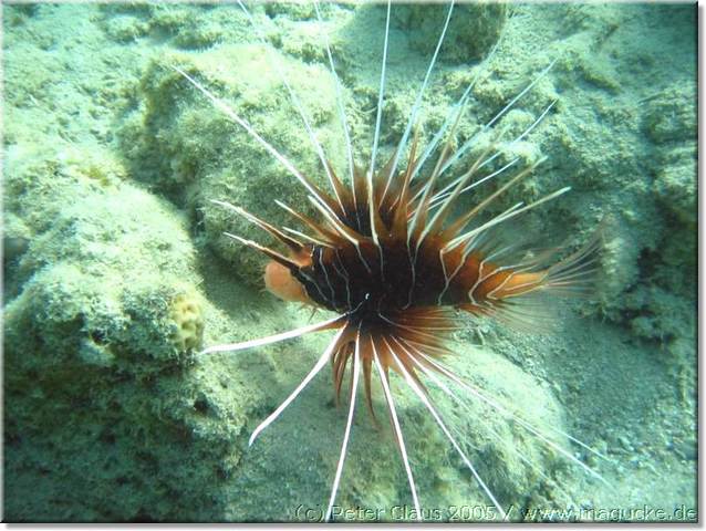 http:\\www.magucke.de