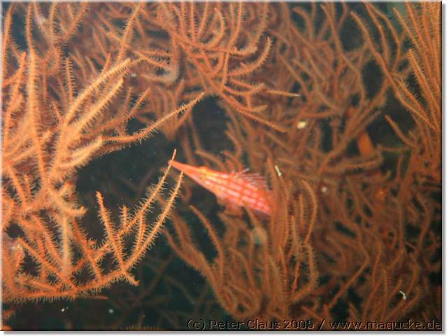 http:\\www.magucke.de