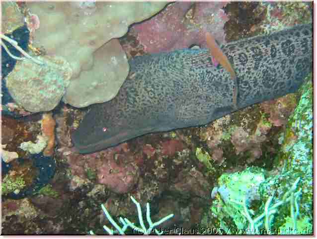 http:\\www.magucke.de