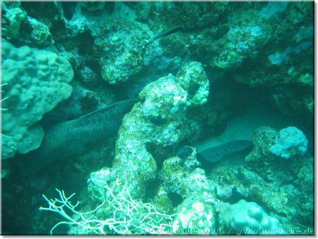 http:\\www.magucke.de