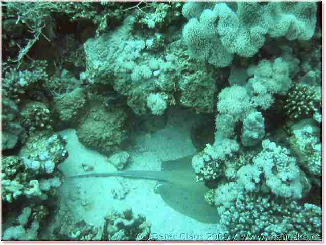 http:\\www.magucke.de