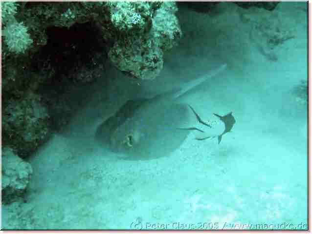 http:\\www.magucke.de