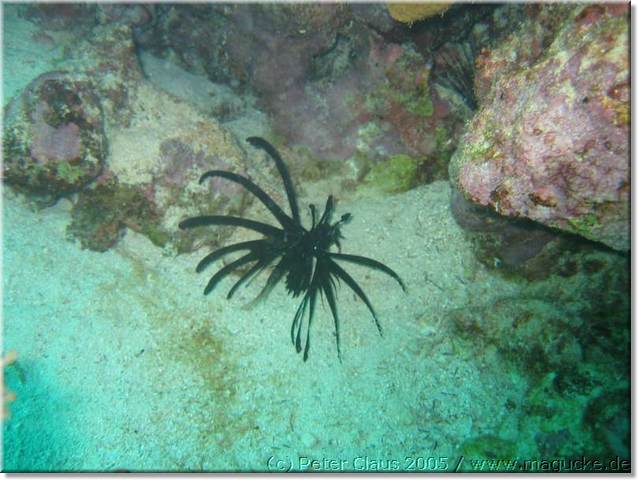 http:\\www.magucke.de