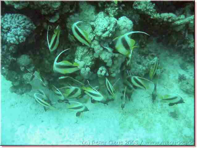 http:\\www.magucke.de