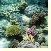coralgarden0059.jpg coralgarden0059.jpg