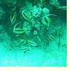 coralgarden0085.jpg coralgarden0085.jpg